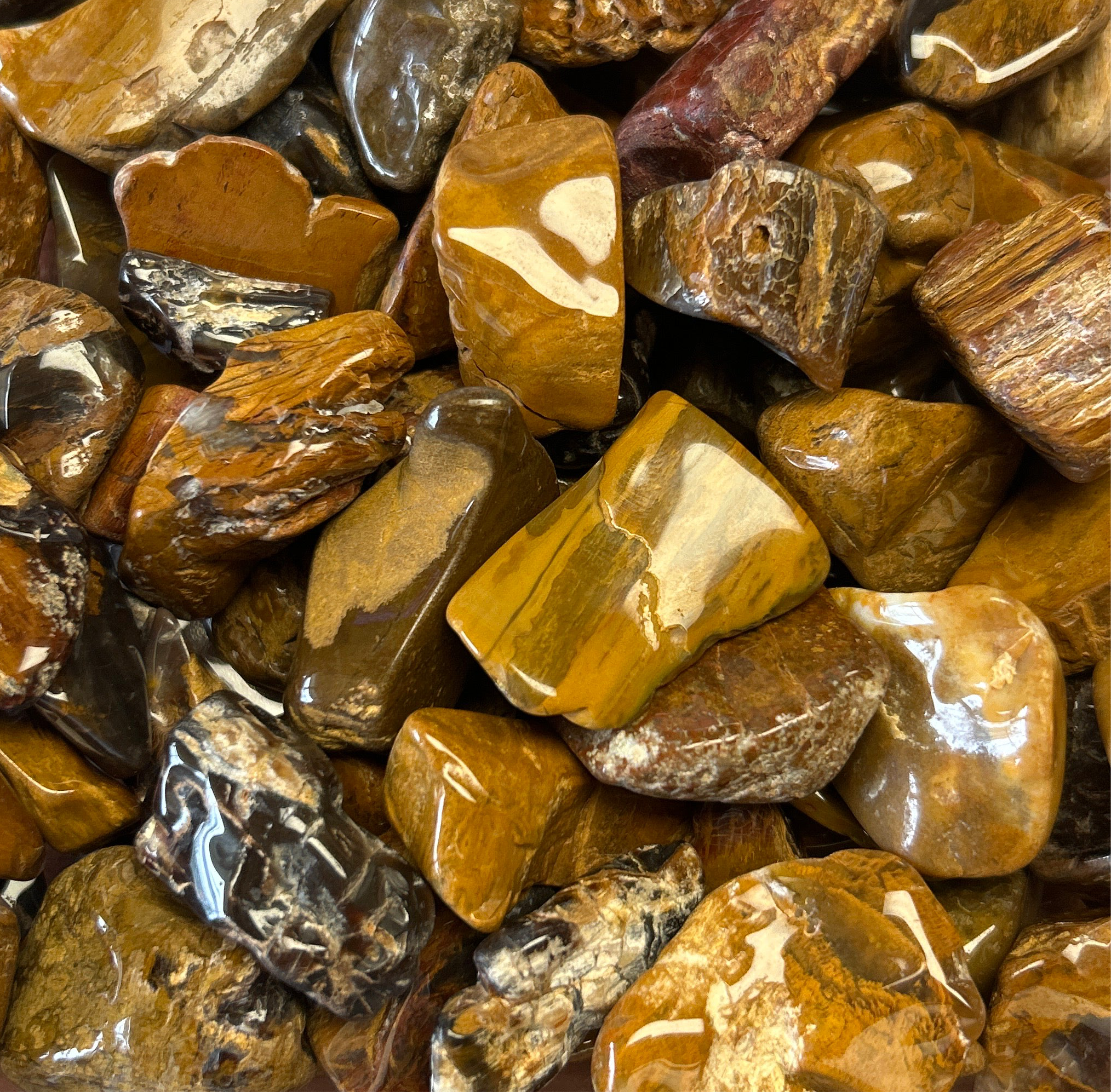 Colorado Petrified Wood Tumbles Small BLT